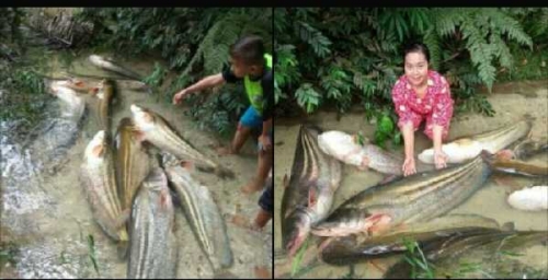 Ternyata Nelayan Koto Tuo Kampar Ini Sudah Dua Kali Dapat Puluhan Ikan Tapah Raksasa di Sungai Osang