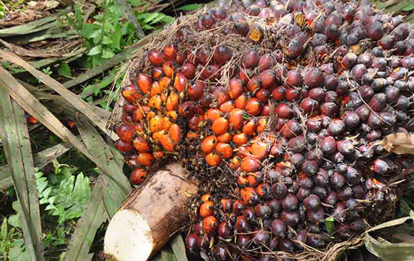 GoRiau Berikut Harga Kelapa Sawit Petani Mitra Swadaya Riau Periode 6-12 Desember 2023