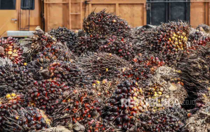 GoRiau Berikut Harga Kelapa Sawit Mitra Plasma Turun Minggu Ini