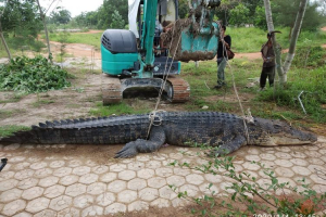 GoRiau Ditangkap Warga Gunakan Pancing, Buaya 4,65 Meter Berusia 40 Tahun Mati Setibanya di Penangkaran