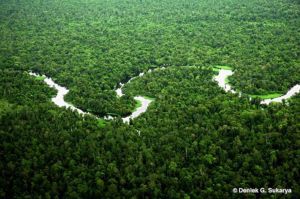 GoRiau Ekonomi Riau Masih Tergantung dengan Industri Kehutanan