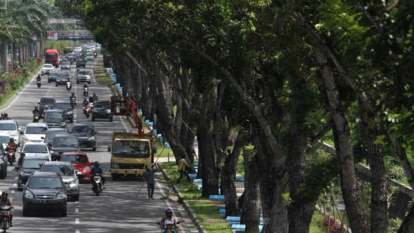 GoRiau Jalan Sudirman Pekanbaru akan Dilebarkan, Pohon yang Ada Dipindah
