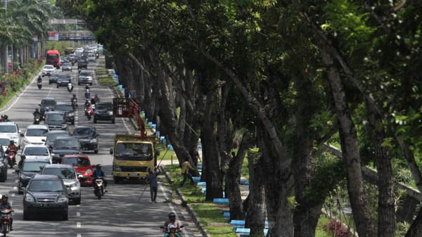 Jalan Sudirman Pekanbaru akan Dilebarkan, Pohon yang Ada Dipindah