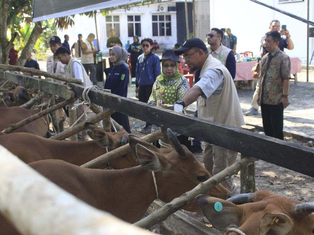 Lindungi Ternak dari Ancaman Wabah, DPKH Riau Targetkan 20.000 Dosis Vaksin PMK