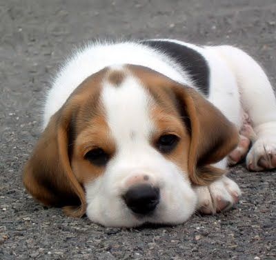 Seekor Anjing Selamatkan Pemiliknya yang Mau Bunuh Diri