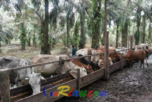 Wow, Padahal Hanya Kecamatan Tapi Kebutuhan Daging Sapi di Duri Capai 1,5 Ton per Hari