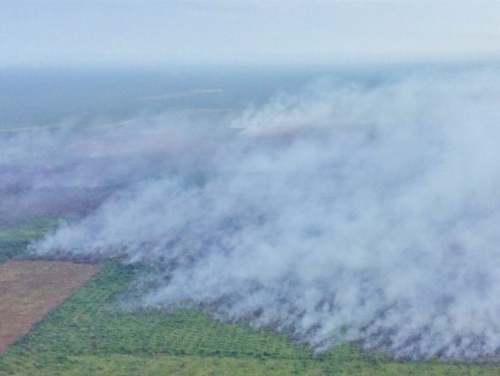 Dari Januari 3.322 Hektar Lahan Terbakar di Riau dan 16 Orang Ditetapkan Sebagai Tersangka