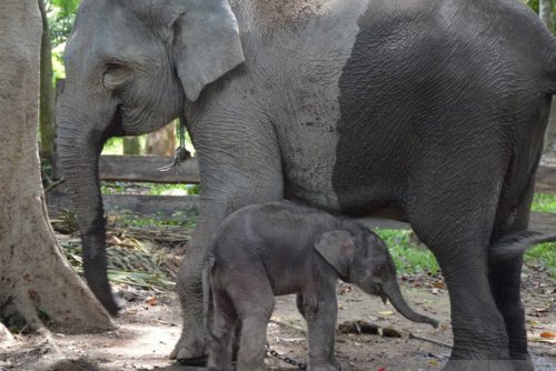 Bayi Gajah Sumatera Dapat Sertifikat Bertanda Tangan Gubernur Riau