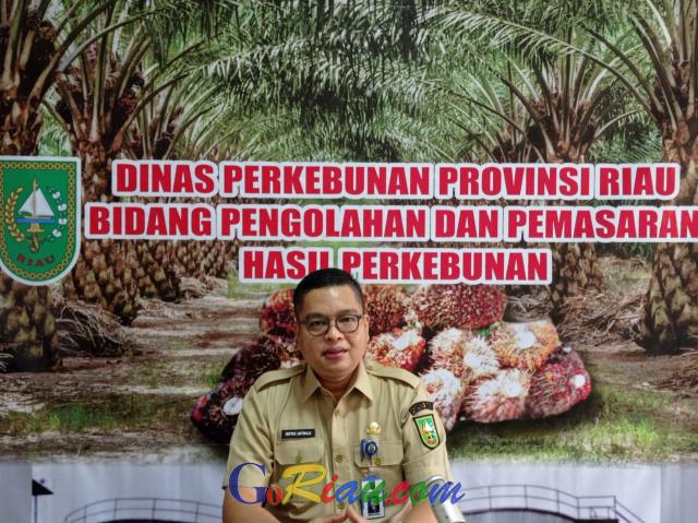 GoRiau Harga  Sawit  di Riau Mulai Naik Pekan Ini Dibayar 