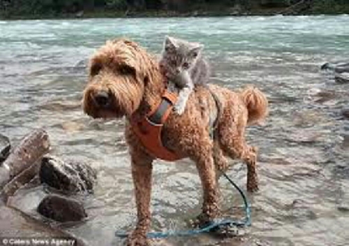 Lucu dan Menggemaskan, Anjing Gendong Kucing Seberangi Sungai Saat Bertualang Bersama, Lihatlah Fotonya