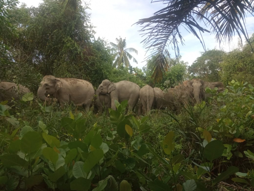 14 Ekor Gajah yang Masuki Perkebunan Warga Akan Dikembalikan ke GM Siak Kecil