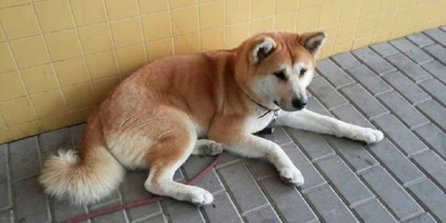 Anjing Ini Tak Beranjak dari Pintu Rumah Sakit 6 Hari Menunggu Tuannya yang Dirawat