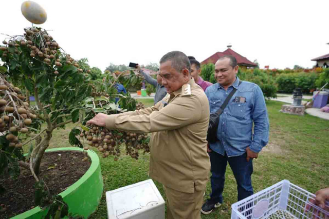 Wagub Riau Contohkan Pemanfaatan Lahan Kosong Lewat Budidaya Klengkeng