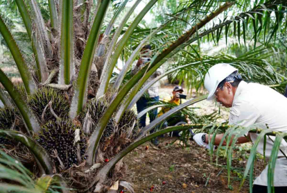 GoRiau Panen Perdana di KUD Karya Sawitri, Gubri Syamsuar: Program PSR Riau Sudah 4.150 Ha