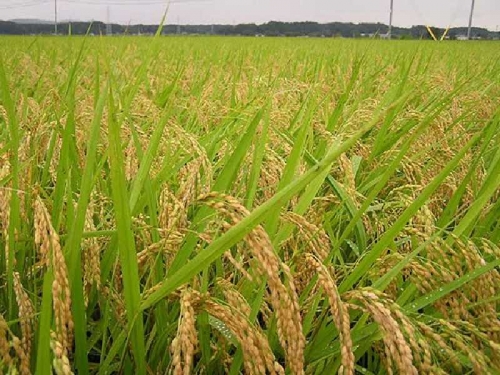 Hanya Manfaatkan Padi untuk Konsumsi Keluarga, Kepala DTPHP Inginkan Petani di Inhil Mencontoh Sumbar