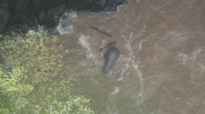 GoRiau 6 Gajah Mati karena Menolong Bayi yang Jatuh ke Arus Deras Air Terjun