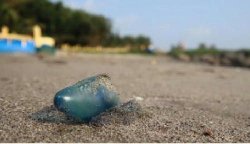 Ubur-ubur Bluebottle Terdampar di Pantai Pariaman, Sengatannya Bisa Mematikan, Wisatawan Diimbau Hindari