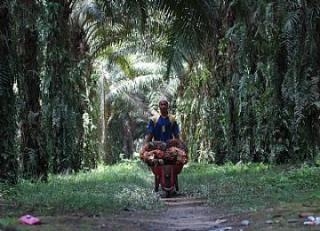 Memprihatinkan, Pemilik Perkebunan Sawit di Riau Memecat Karyawan Tanpa Alasan
