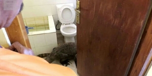 GoRiau Ada Suara Aneh dari Toilet Hotel, Setelah Diintip, Ternyata . . .