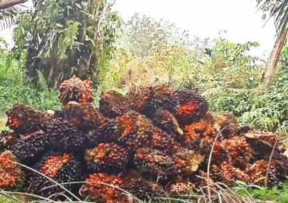 GoRiau Imbas Kenaikan Harga Minyak Sawit Dunia, Harga TBS Sawit Swadaya Riau Naik Tinggi