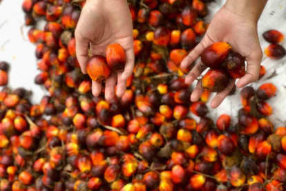 GoRiau Harga TBS Kelapa Sawit Mitra Plasma Riau Naik Lagi Jadi Rp 3.534 per Kg