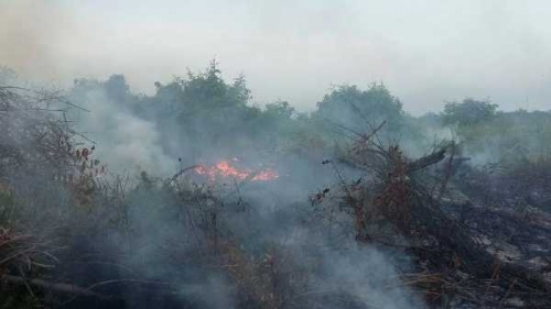 65 Hektar Lahan di Riau Terbakar dalam Sepekan, DPRD Minta Pemprov Serius Tangani Karhutla