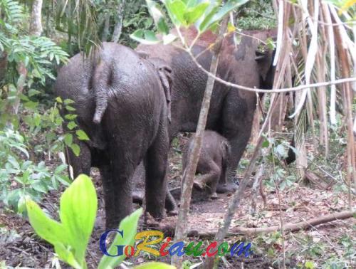 Kawanan Gajah Bergeser ke Muara Basung di Bengkalis