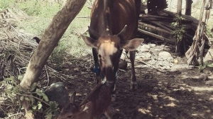 GoRiau Sapi Lahirkan Kura-kura Hebohkan Masyarakat Gorontalo