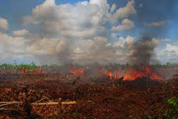 Riau Siapkan Darurat Kebakaran Hutan dan Lahan saat Musim Kemarau