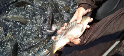 GoRiau Ikan Mati di Waduk PLTA Koto Panjang Kampar Disimpulkan Akibat Koi Herpes Virus