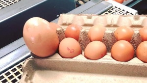 GoRiau Telur Ayam Raksasa Seberat 176 Gram Bingungkan Ahli Unggas, Ini Penampakannya