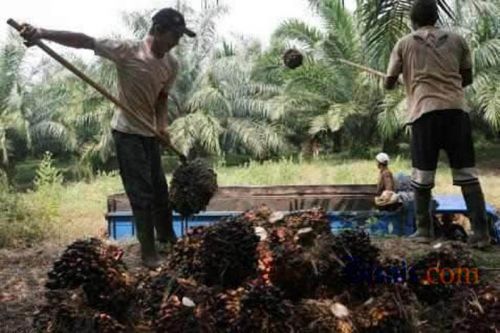 Harga TBS Turun 4 Pekan Terakhir, Ini Jawaban Kadisbun Riau