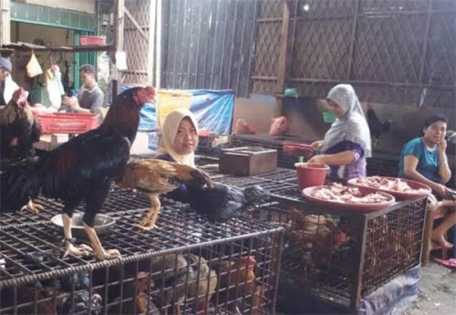Tak Ada Pesta, Harga Ayam Potong di Duri Rp16 Ribu Per Kilogram Jadi Berkah Bagi Emak-emak