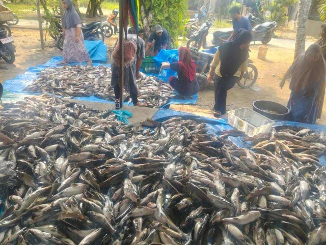 30 Ton Ikan Sungai Tapung Mati Mendadak, DPRD Kampar Desak Sanksi Pidana Perusahaan