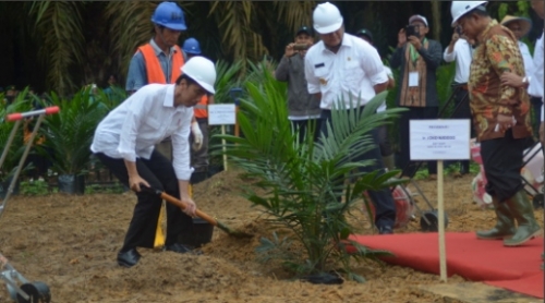Esok Lusa, Jokowi akan Resmikan Program PSR Peremajaan 328 hektare Lahan Sawit di Kabupaten Rohil