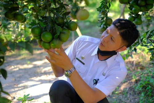 Kebun Sawitnya Tak Lagi Produktif, Musbihin Petani Dayun Beralih Tanam Jeruk Manis