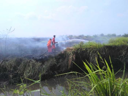 Mengerikan! 1.338 Hektar Lahan dan Hutan Riau Hangus Dibakar Selama 5 Bulan Terakhir, Berikut Ini Daftar 3 Teratas Kabupaten Terparah..