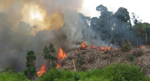 Kebakaran Hutan dan Lahan Meluas, Menteri KLHK: Ada Pemain Baru