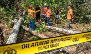 GoRiau Pohon Sengon Jadi Tersangka Padamnya Listrik di Jabodetabek