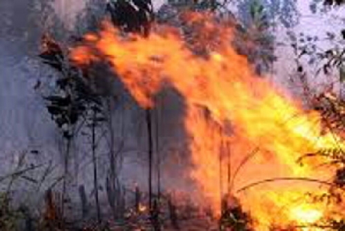 Kebakaran Hutan Merenggut Jiwa, Siswi SMP Tewas Terpanggang Saat Berwisata