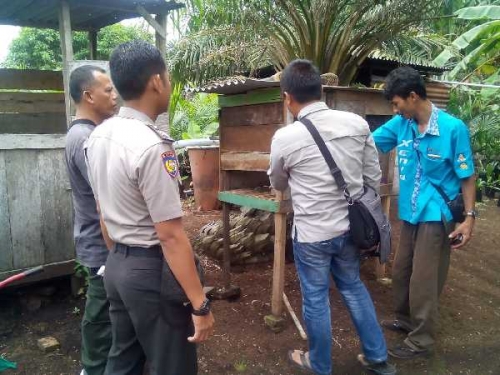 Kawanan Beruang Masuk Kampung di Pelalawan, Mangsa Ternak dan Merusak Rumah Warga