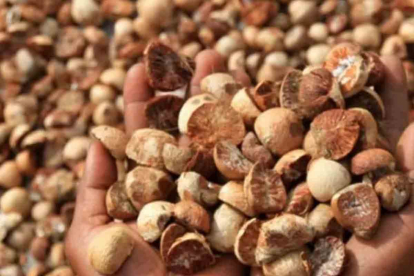 GoRiau Minggu Ini, Harga Pinang Kering di Riau Jadi Rp5.800 per Kg
