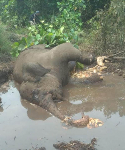 Gajah Liar Bernama Dita Ditemukan Membusuk di Bengkalis