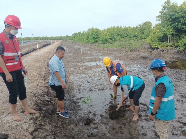 Jaga Ekosistem di Pulau Bengkalis, PT PLN Tanam Mangrove