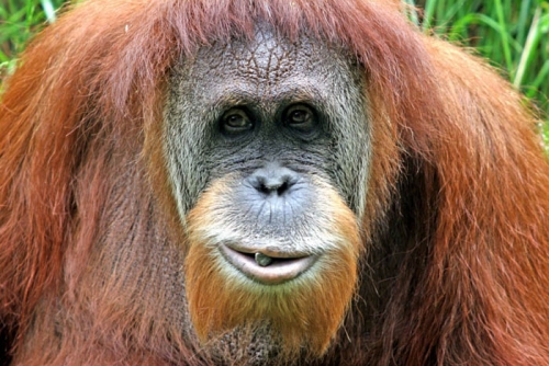 Orangutan Datangi Warga Ringin Inhu, Diduga Lepas dari Taman Nasional Bukit Tiga Puluh