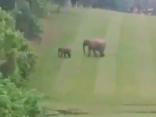 Gajah Liar Bersama Anaknya Terekam Video Masuk Lapangan Golf Chevron Duri Riau