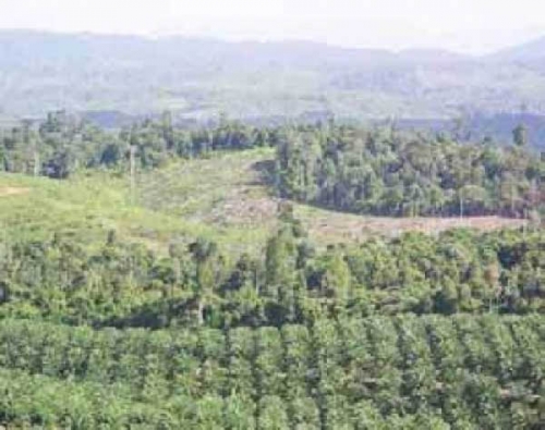 KLHK Panggil Bos PT MAL Terkait Pengrusakan Hutan Lindung di Inhu