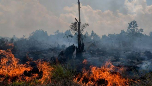 Sembilan Titik Panas Terdeteksi di Riau, Pelalawan Membara