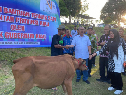 GoRiau Serahkan Bantuan Sapi ke Masyarakat, Gubri: Ini Bisa Atasi Kebutuhan Daging Sapi di Riau
