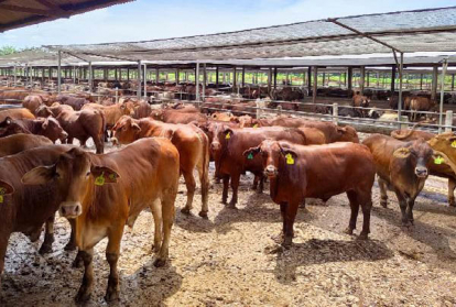 GoRiau Pemprov Riau Serahkan 1.883 Ekor Sapi untuk 10 Daerah